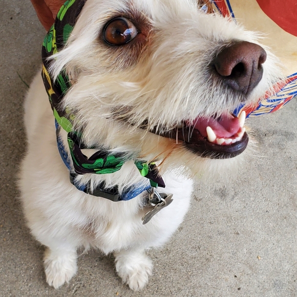 Angel - Picture 2 of 5